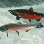 North Olympic Peninsula Lead Entity for Salmon, About