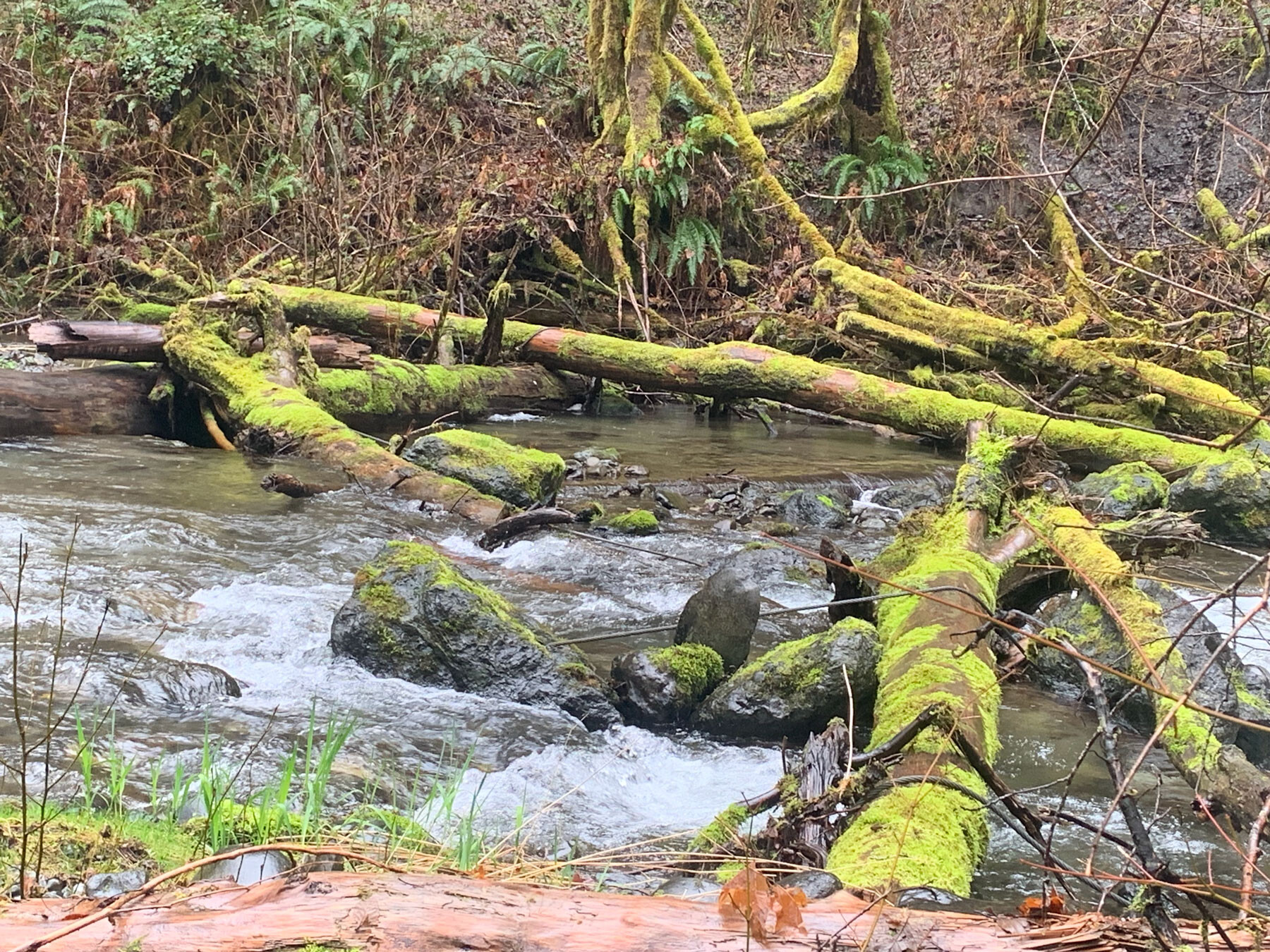 Indian Creek flowing through forested habitat, with moss-covered logs and streamside vegetation.